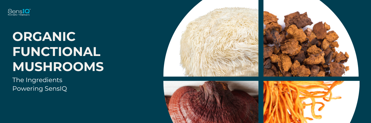 Close-up of organic Lion’s Mane, Chaga, Reishi, and Cordyceps mushrooms, highlighting their natural cognitive benefits.
